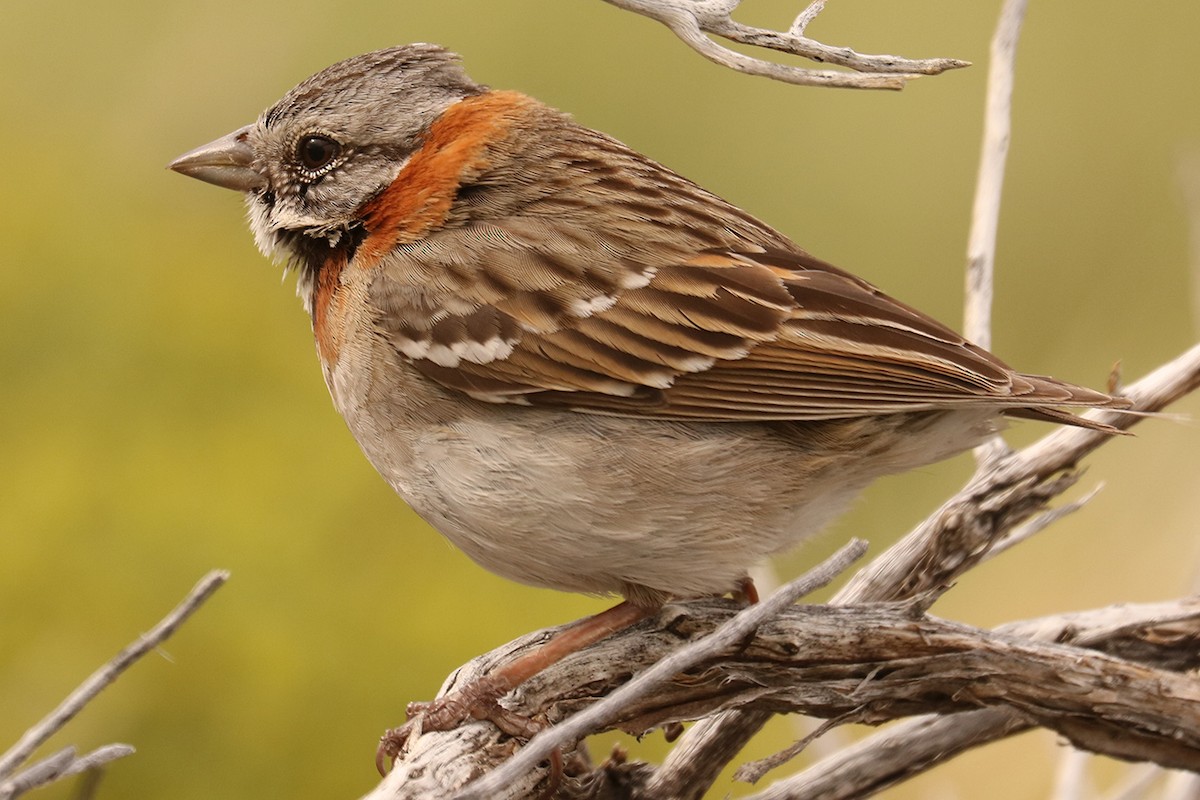 Rufous-collared Sparrow - ML629209767