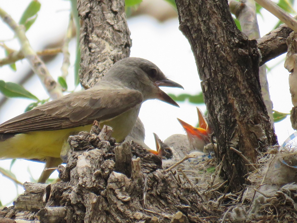 Western Kingbird - ML62921001