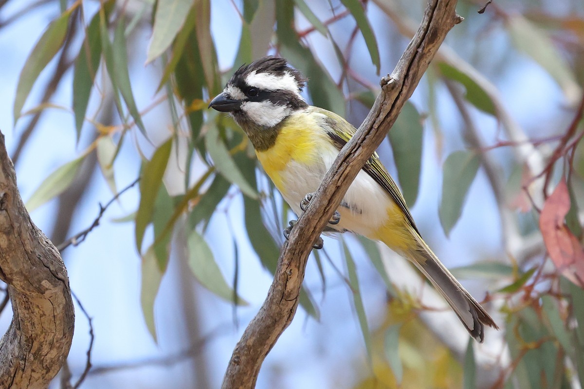 Western Shrike-tit - ML629210052