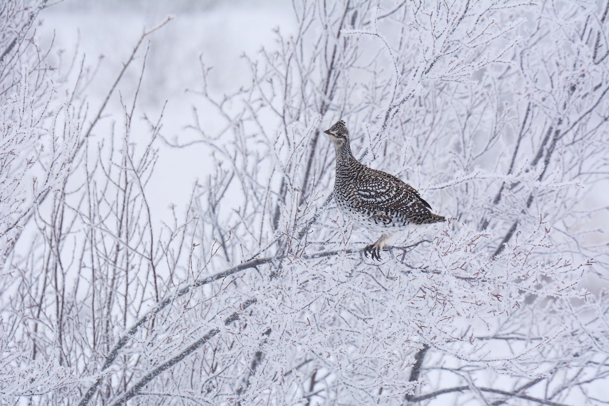 Sharp-tailed Grouse - ML629210527