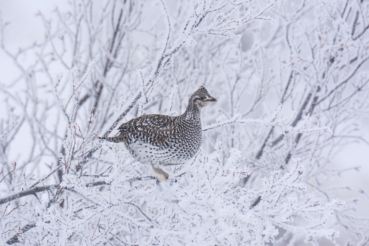 Sharp-tailed Grouse - ML629210528