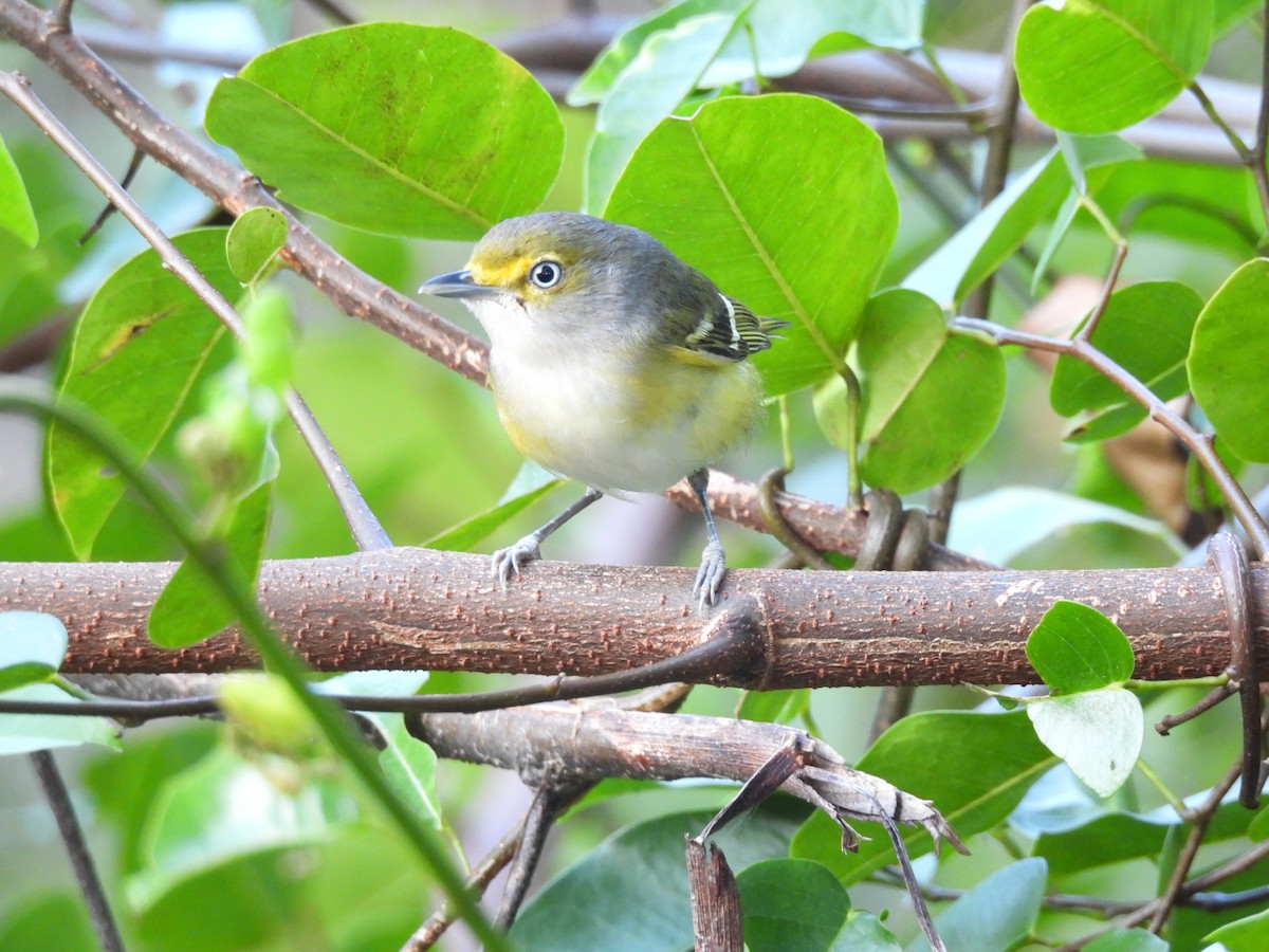 White-eyed Vireo - ML629211251