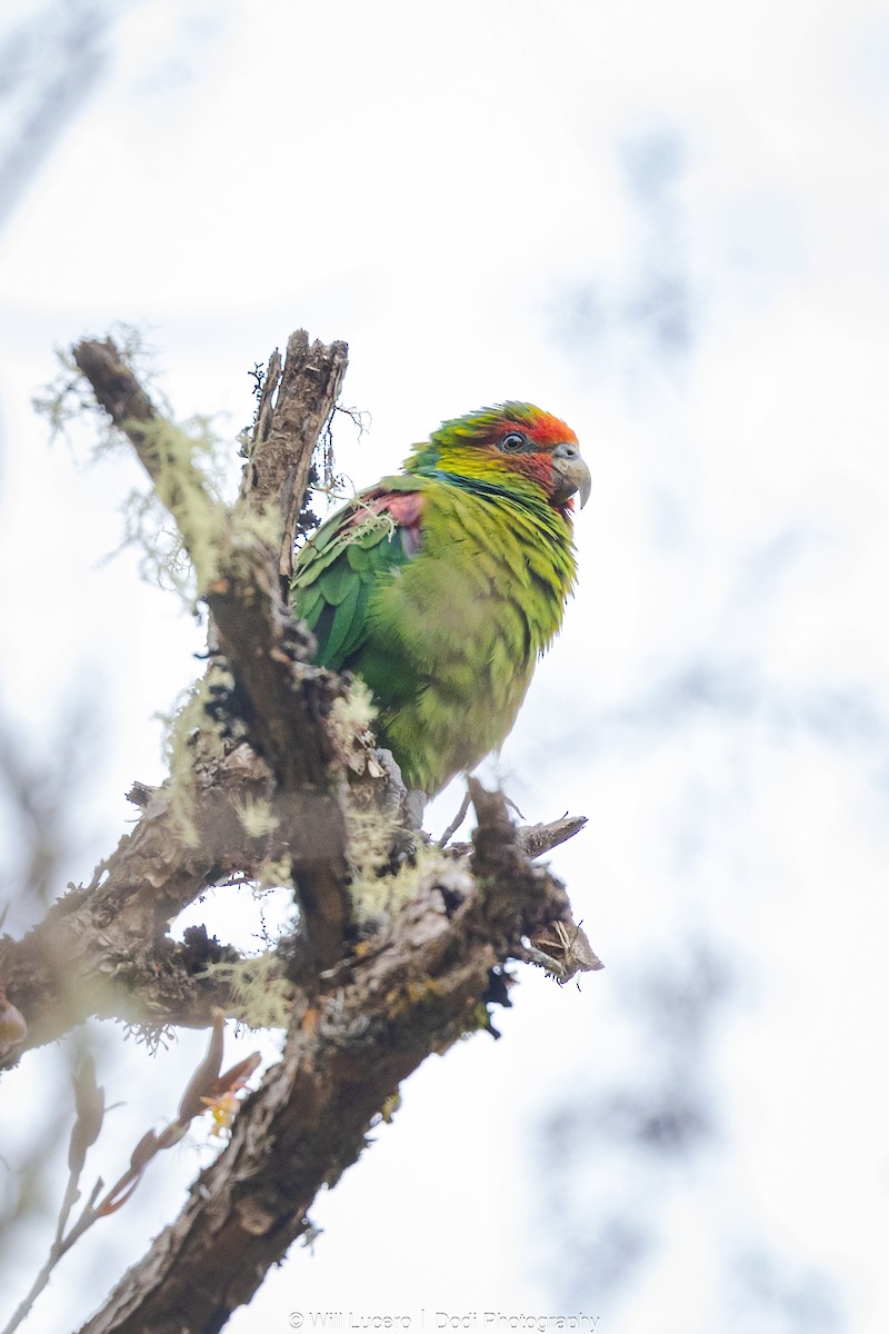 Red-faced Parrot - ML629211314