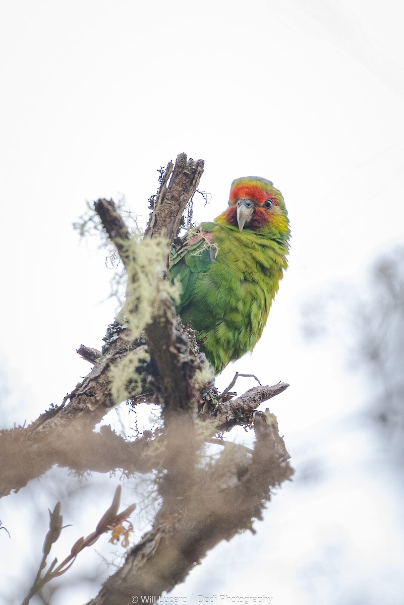 Red-faced Parrot - ML629211315