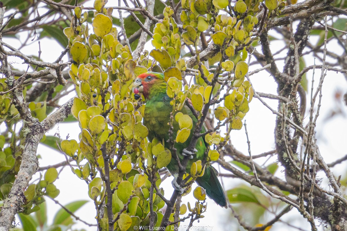 Red-faced Parrot - ML629211316