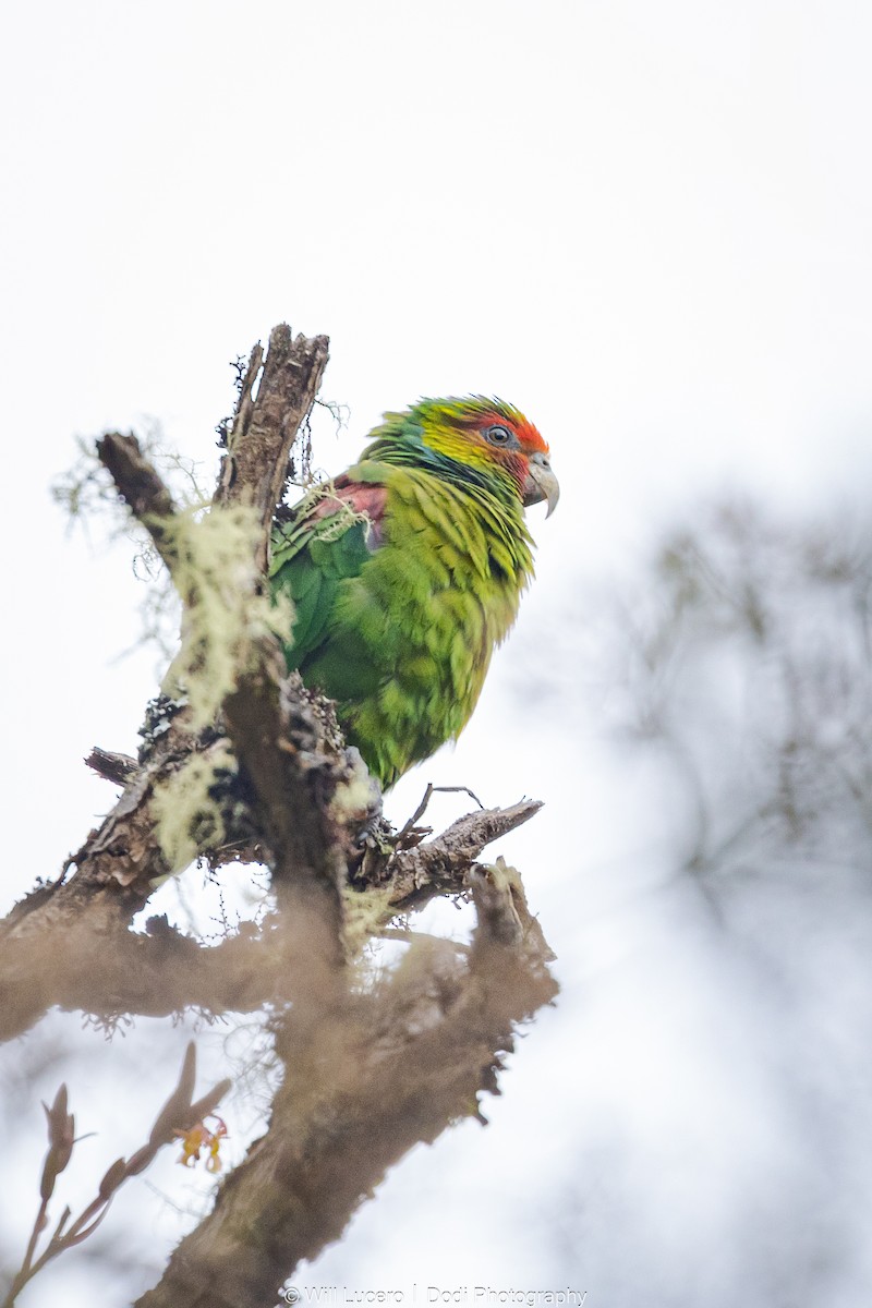 Red-faced Parrot - ML629211317