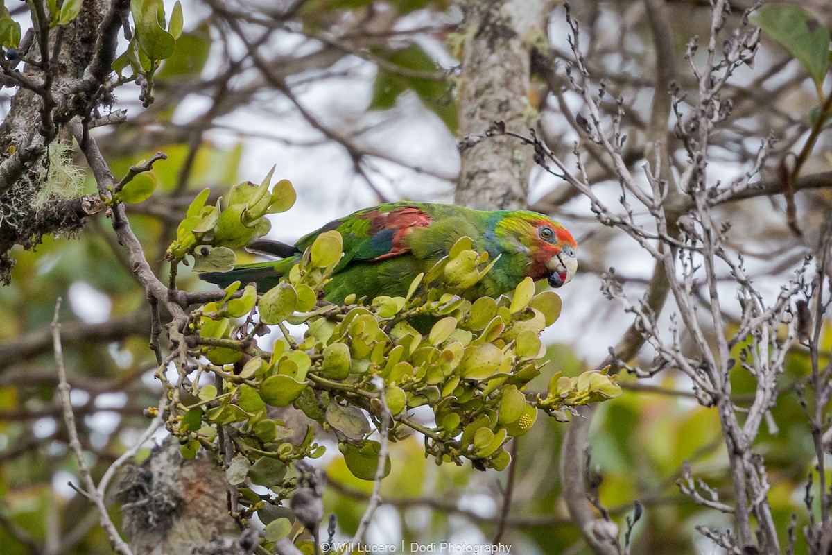 Red-faced Parrot - ML629211318
