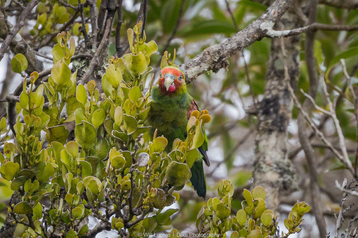 Red-faced Parrot - ML629211319