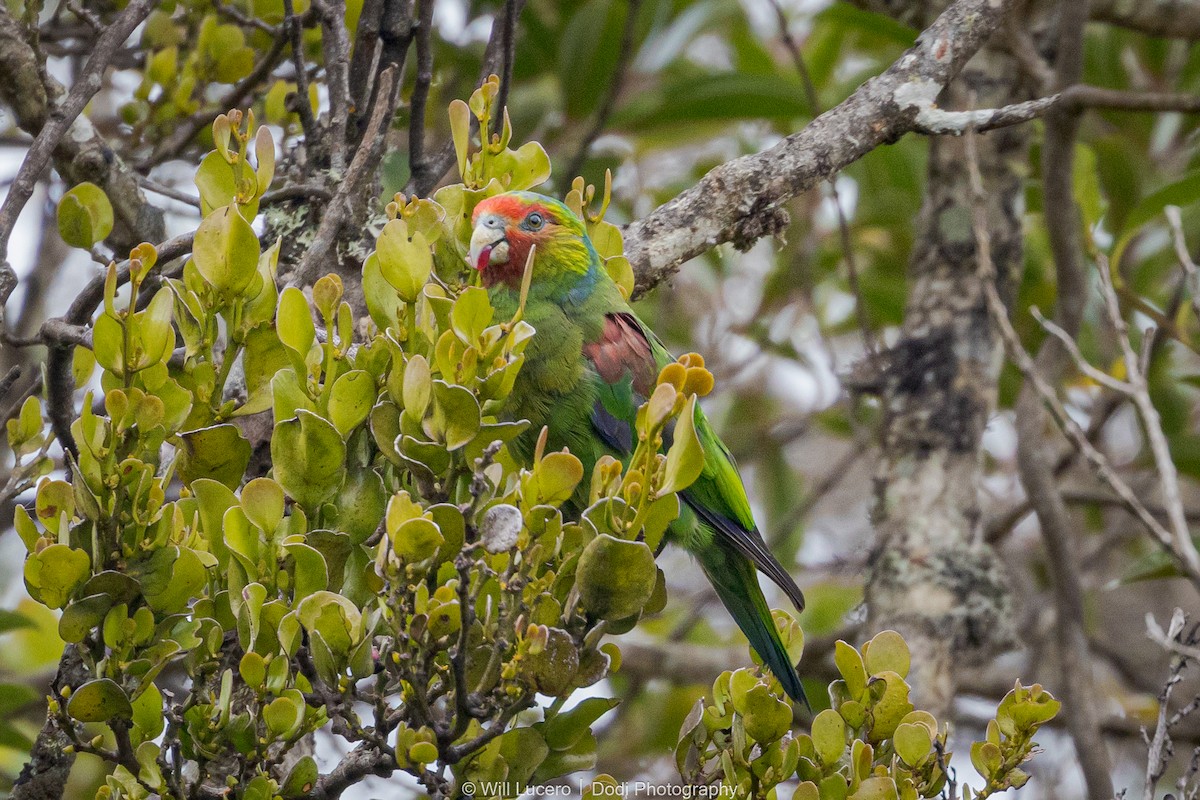 Red-faced Parrot - ML629211320