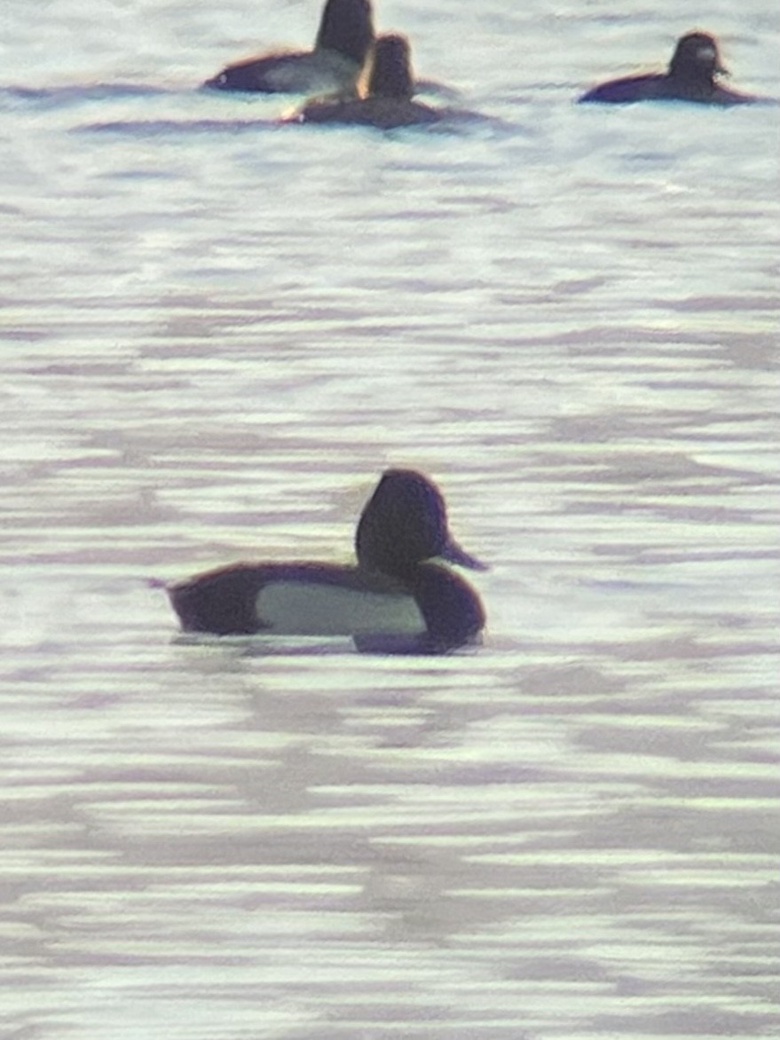 Ring-necked Duck x scaup sp. (hybrid) - ML629211409