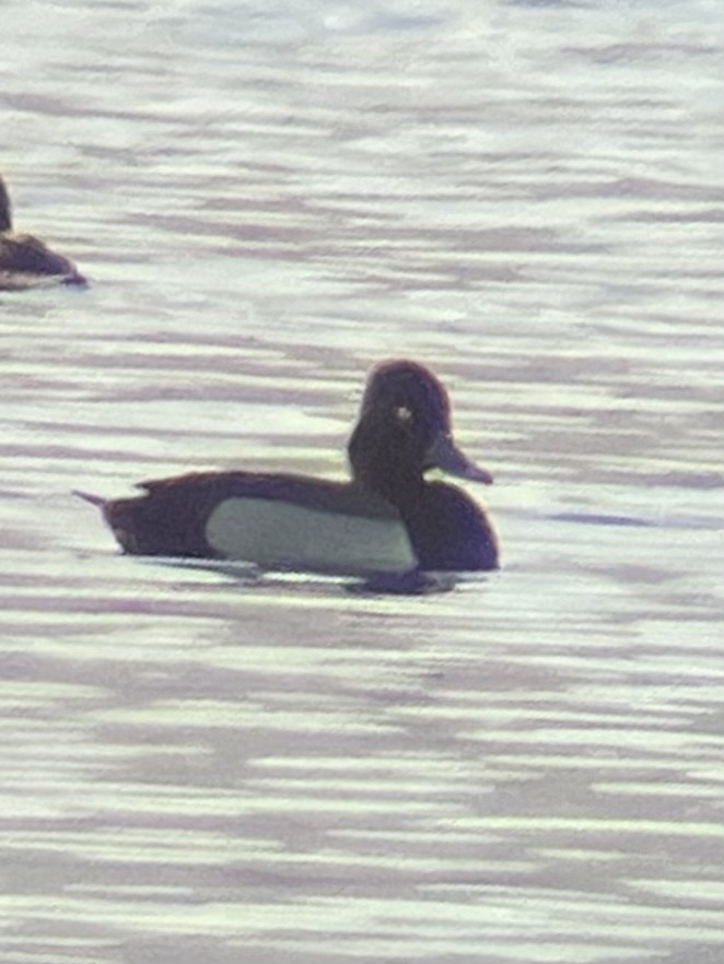 Ring-necked Duck x scaup sp. (hybrid) - ML629211411
