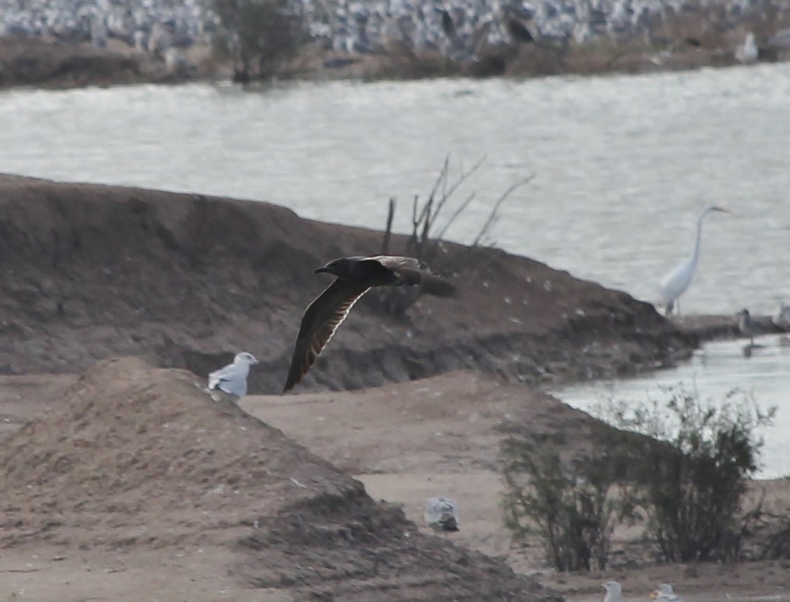Gray Gull - ML629211481