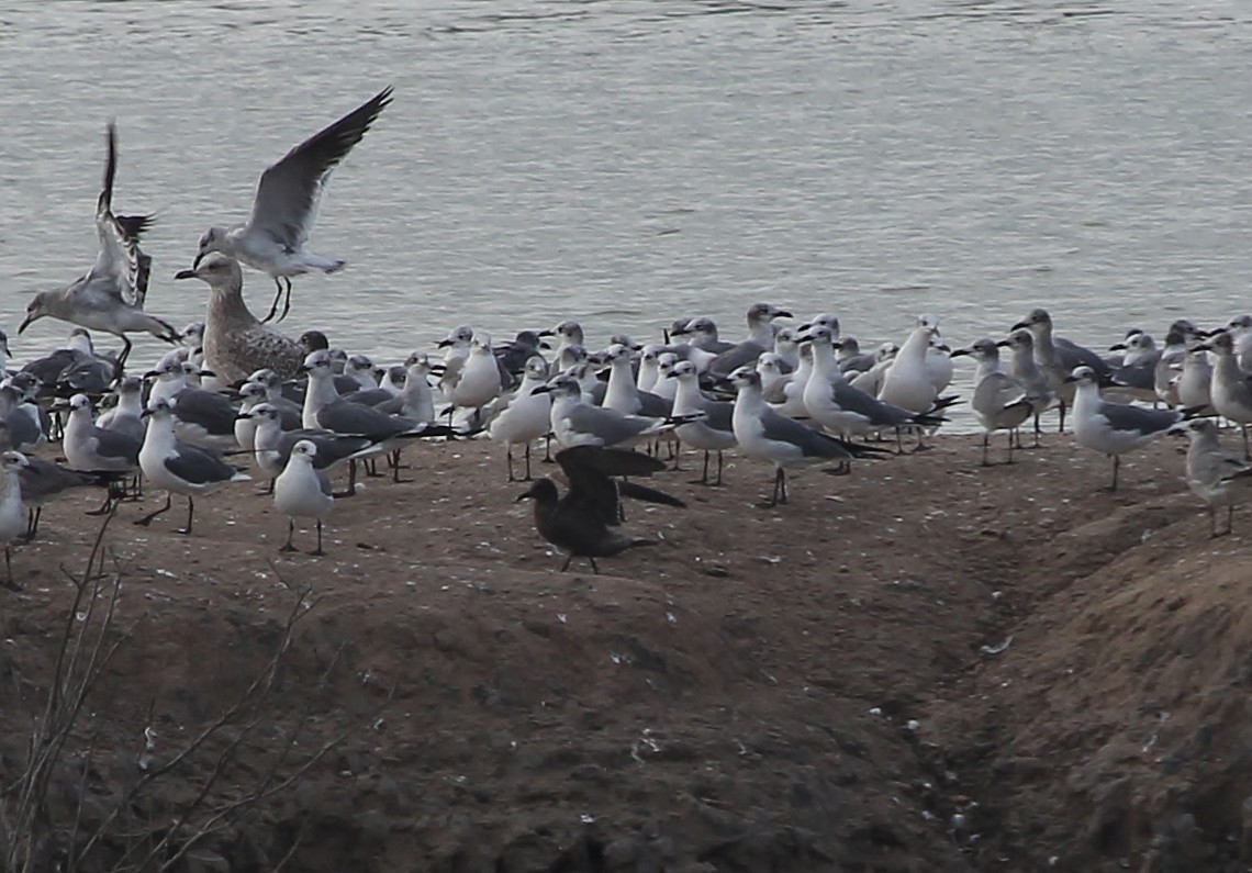 Gray Gull - ML629211483