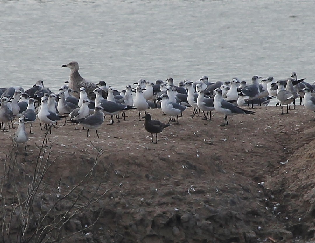 Gray Gull - ML629211484