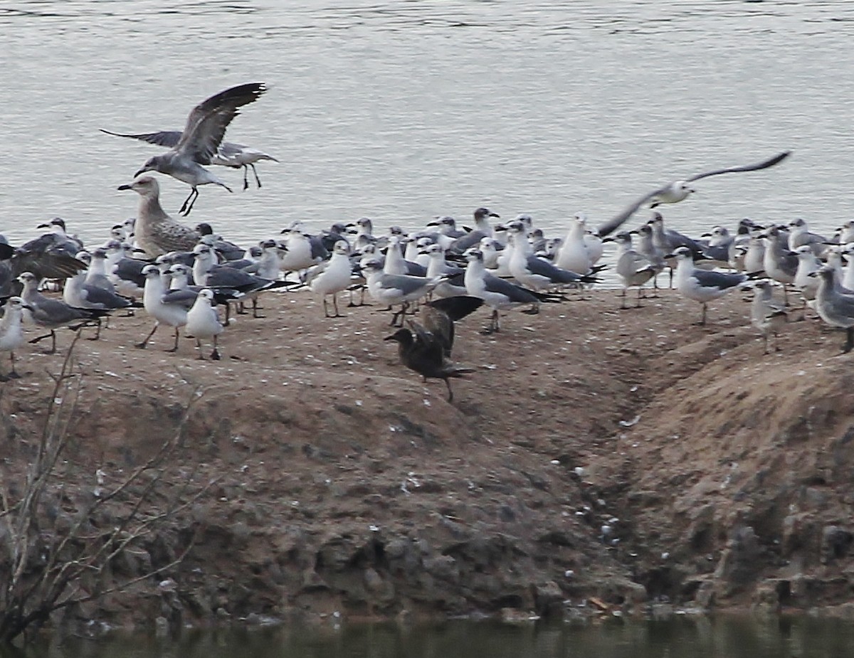 Gray Gull - ML629211485