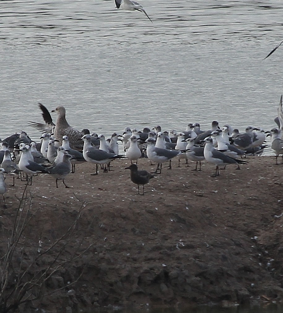 Gray Gull - ML629211486
