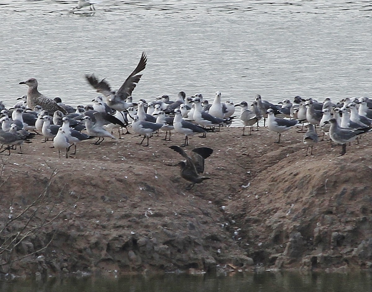 Gray Gull - ML629211487