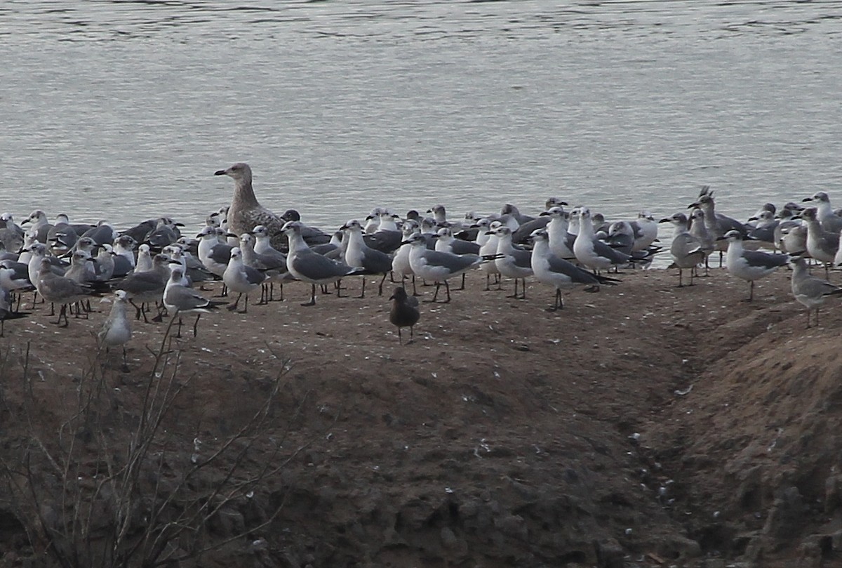 Gray Gull - ML629211488