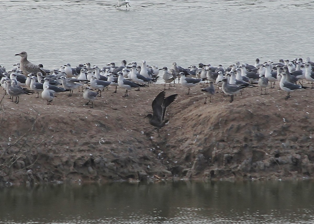 Gray Gull - ML629211489