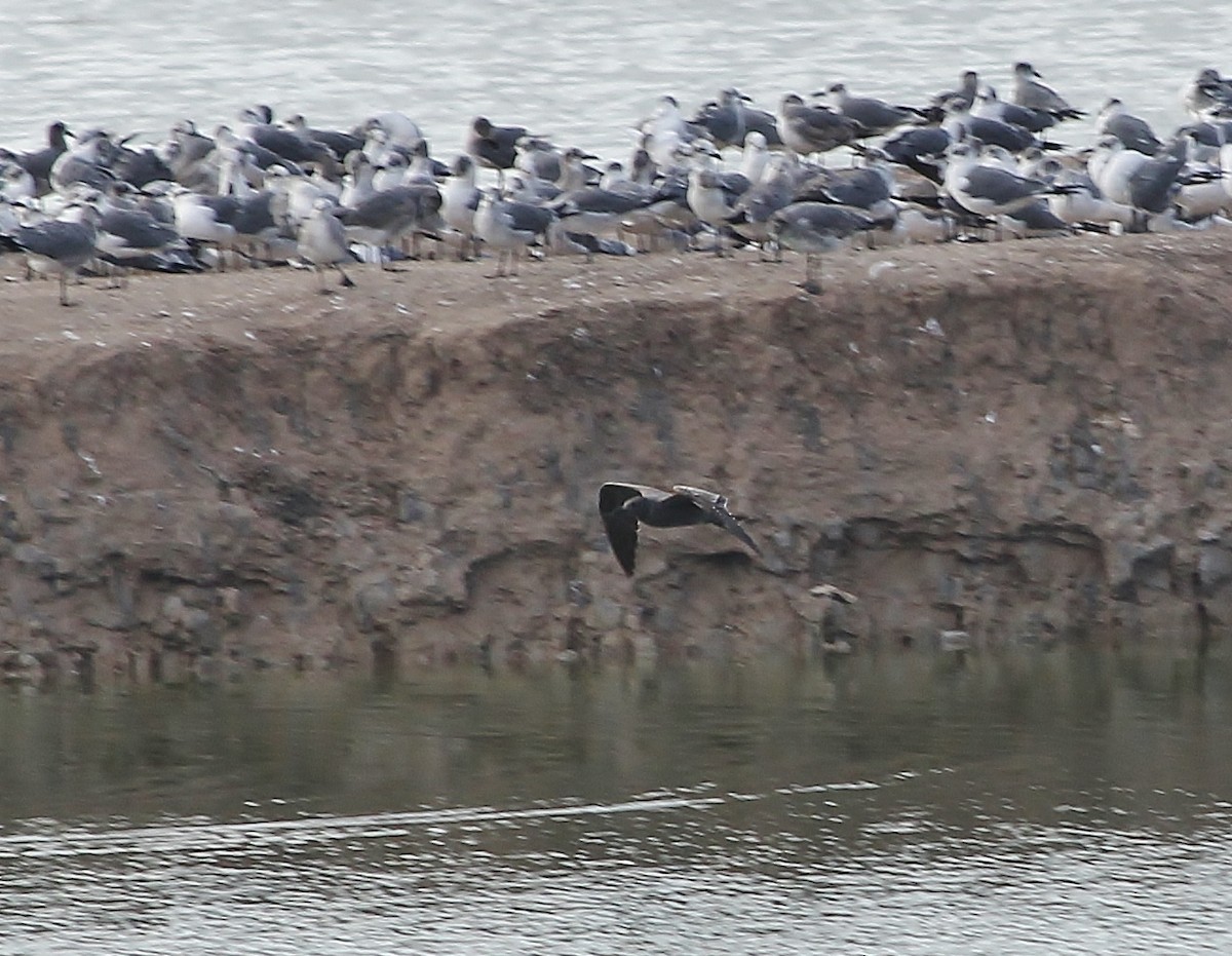 Gray Gull - ML629211490