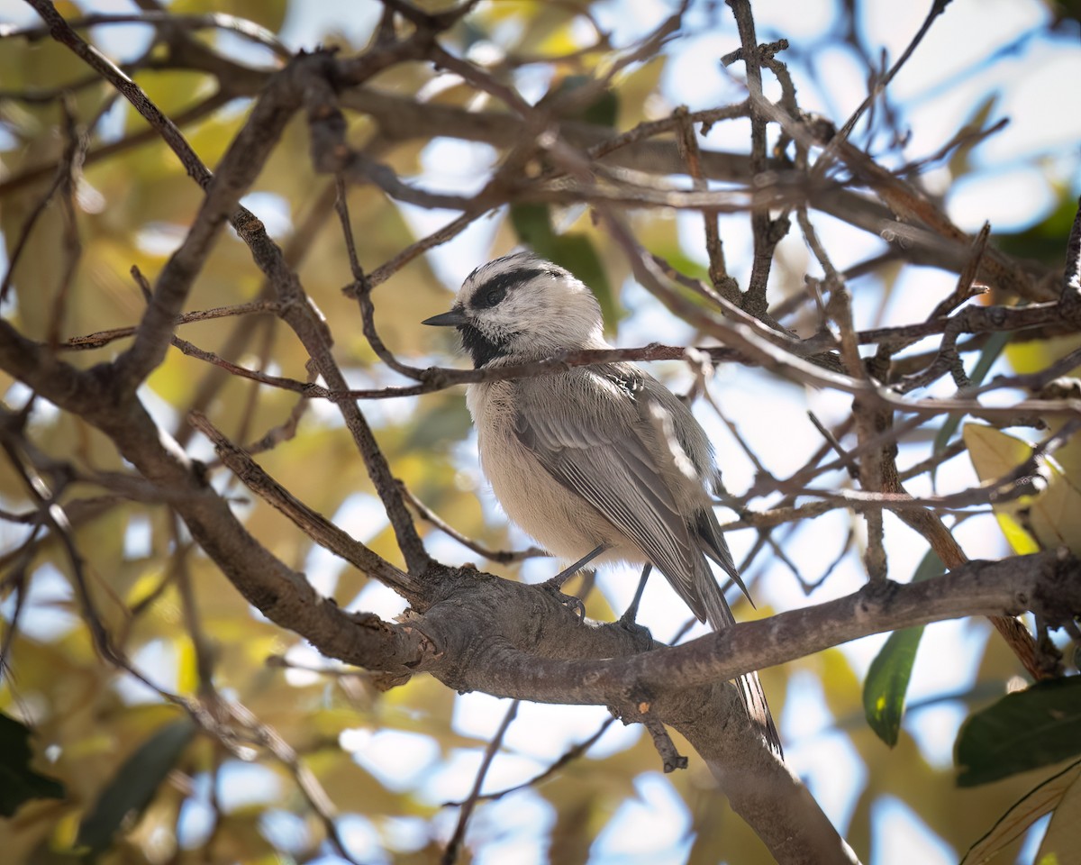 Mountain Chickadee - ML629211542
