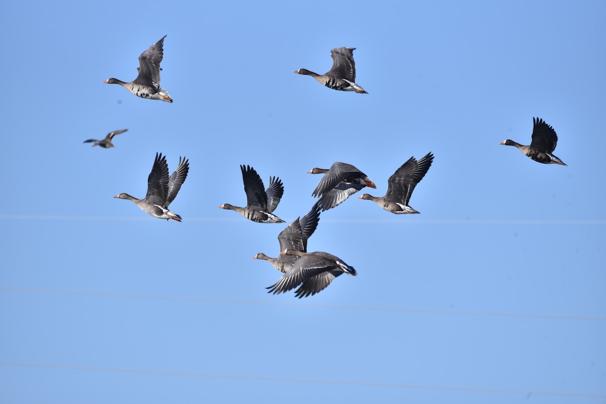 Greater White-fronted Goose - ML629211595