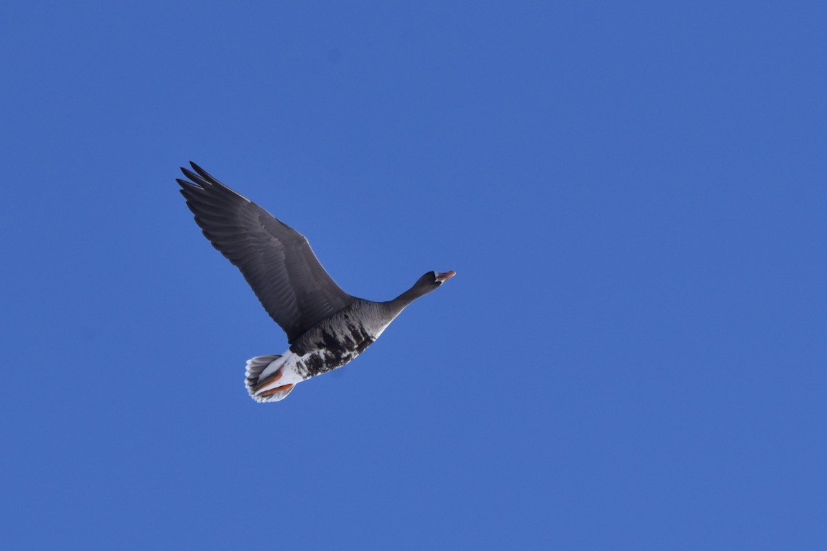 Greater White-fronted Goose - ML629211603