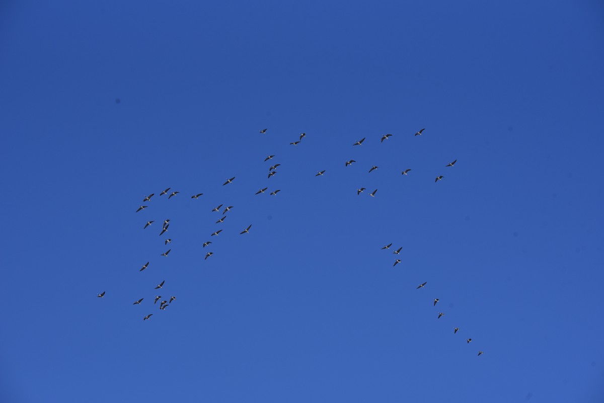 Greater White-fronted Goose - ML629211619