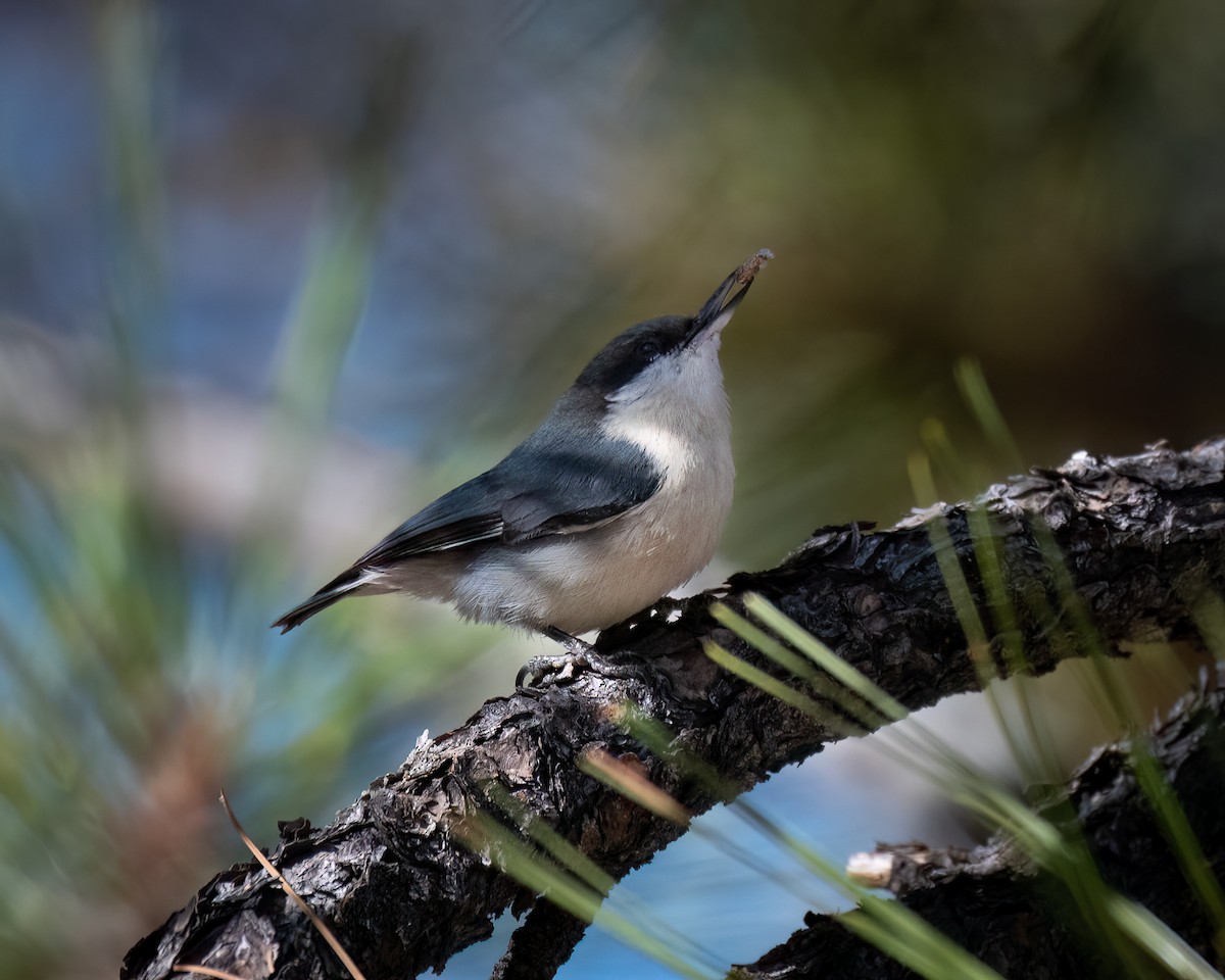 Pygmy Nuthatch - ML629211764