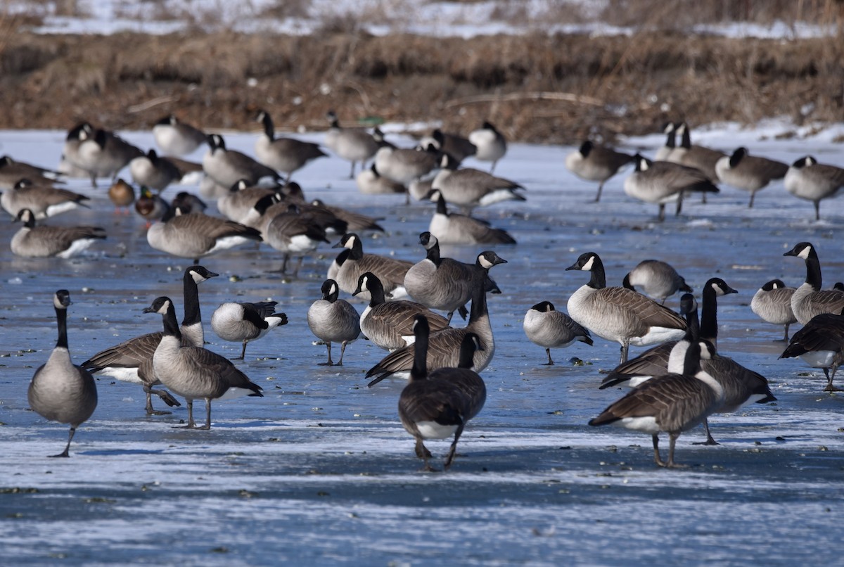Cackling Goose - ML629211797