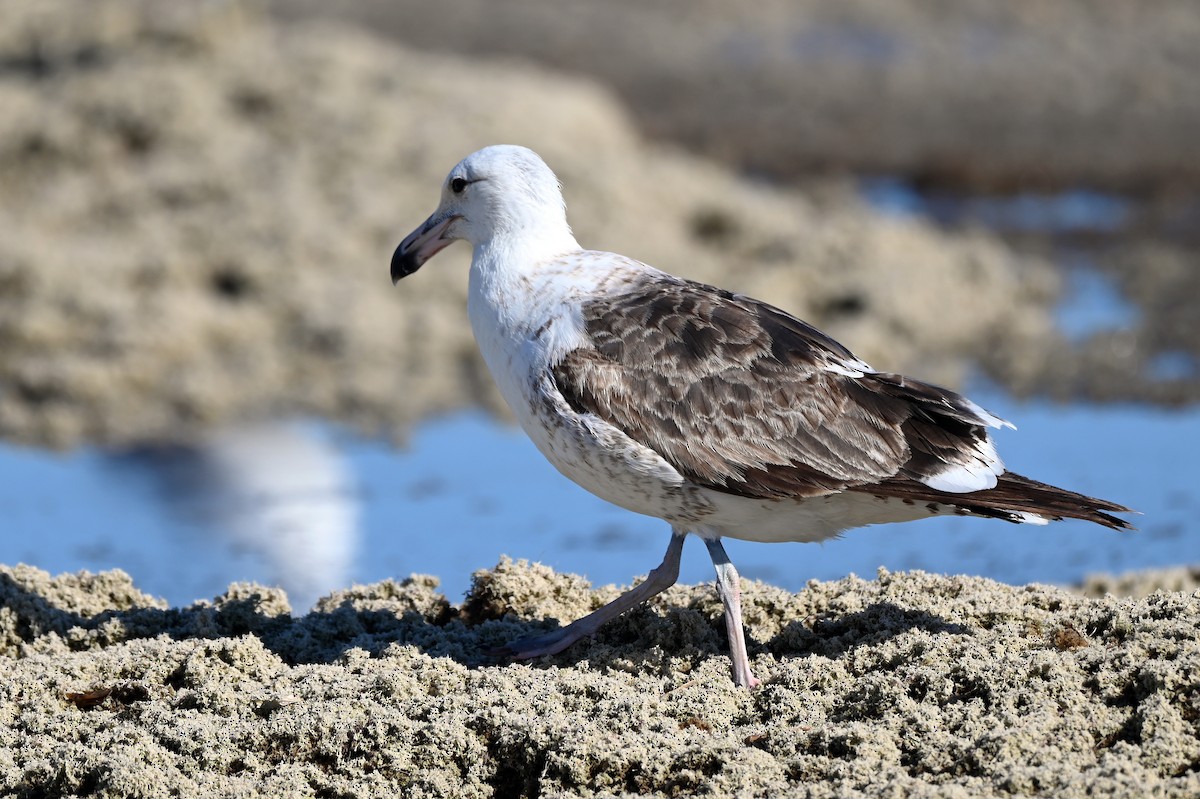 Kelp Gull - ML629212068