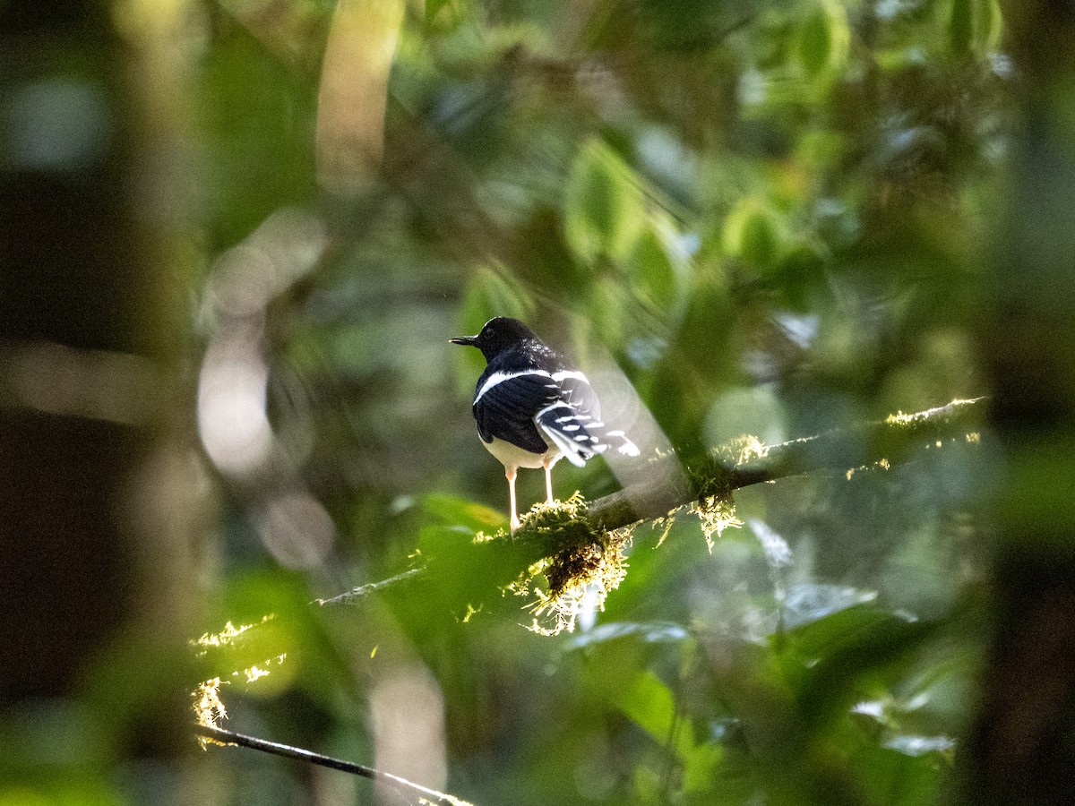 Bornean Forktail - ML629212164