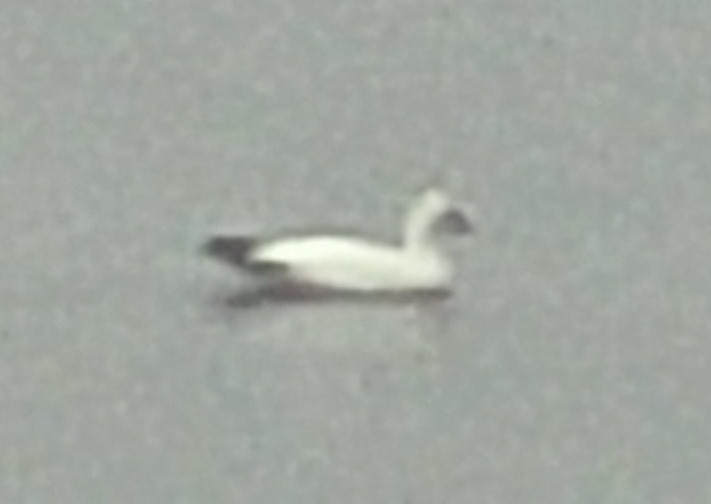 husa sněžní - ML629212313