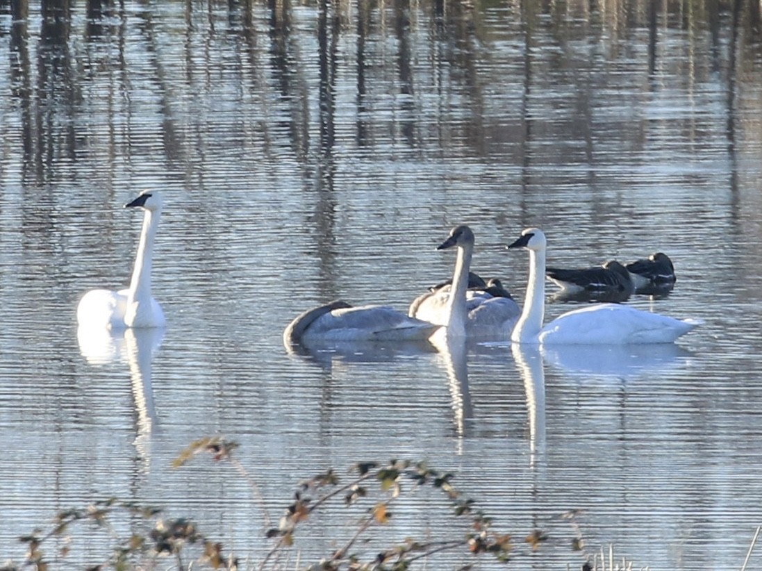 Trumpeter Swan - ML629212750