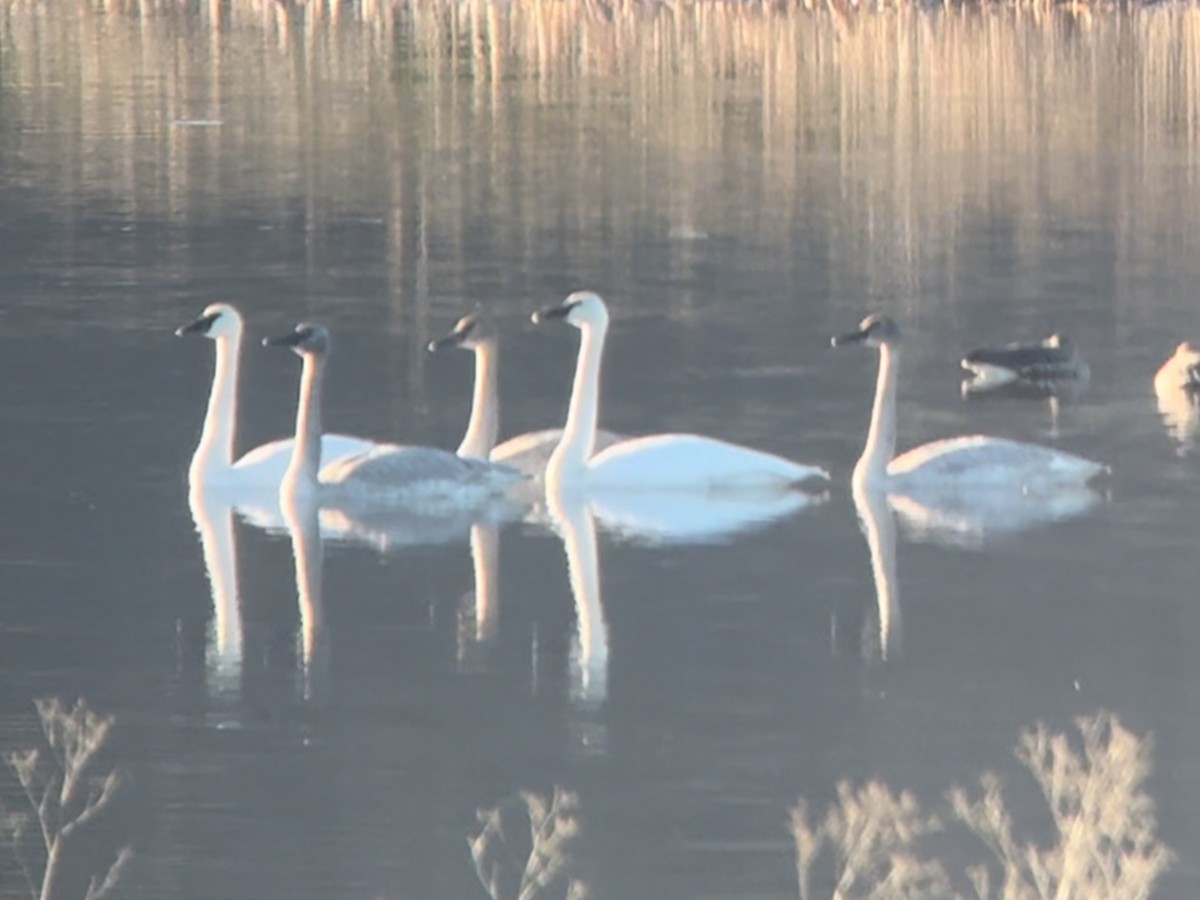 Trumpeter Swan - ML629212751