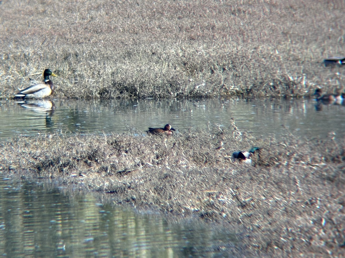 Blue-winged x Cinnamon Teal (hybrid) - ML629213268