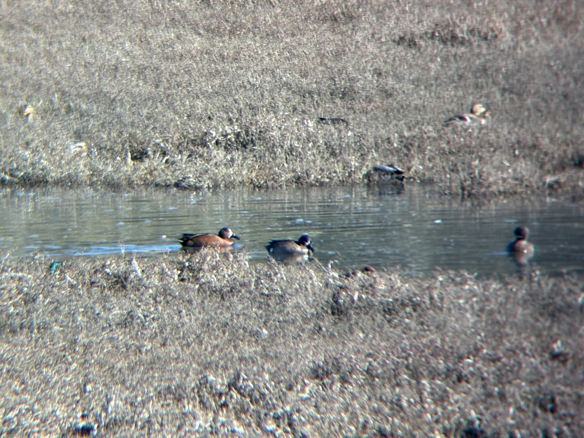 Blue-winged x Cinnamon Teal (hybrid) - ML629213269