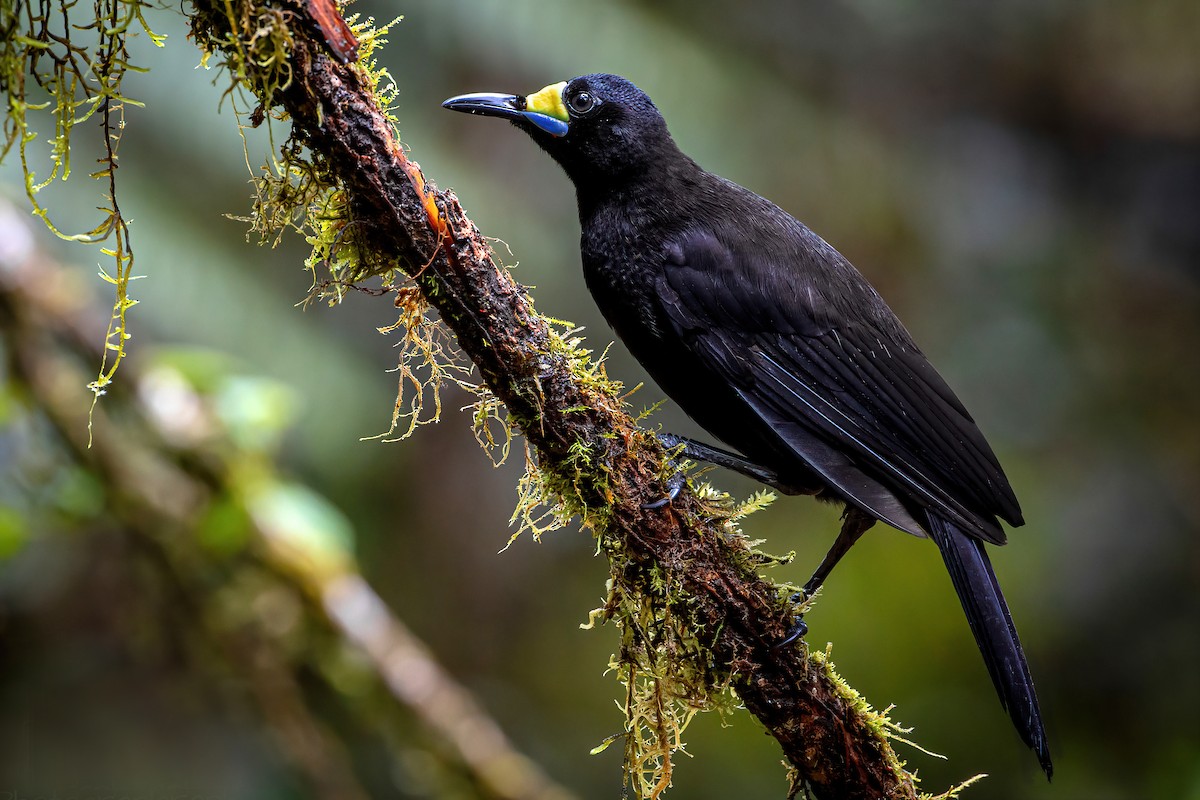 Long-tailed Paradigalla - ML629213610
