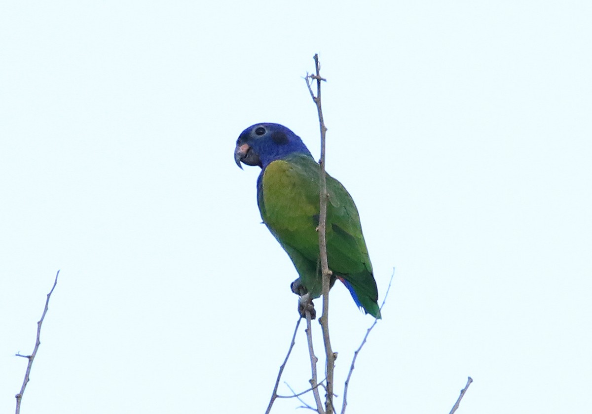 Blue-headed Parrot - ML629213758