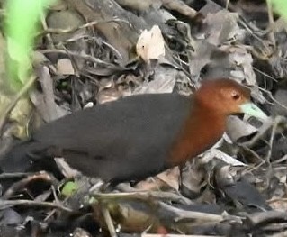 Red-necked Crake - ML629213853