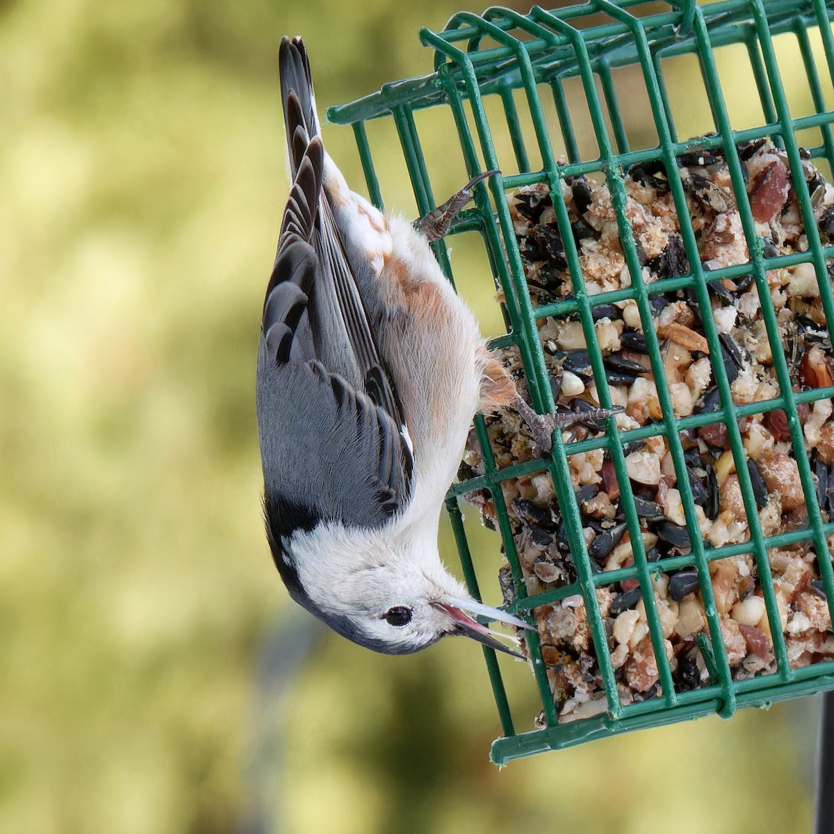 White-breasted Nuthatch - ML629214117