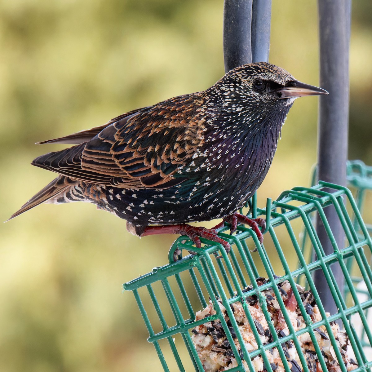 European Starling - ML629214141