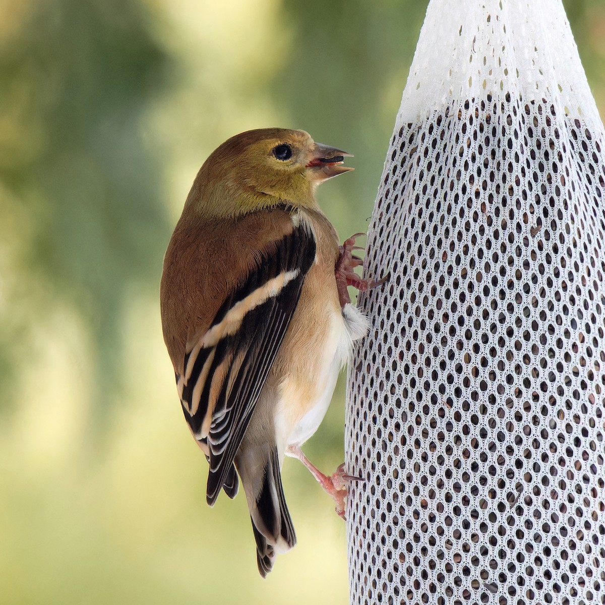 American Goldfinch - ML629214157