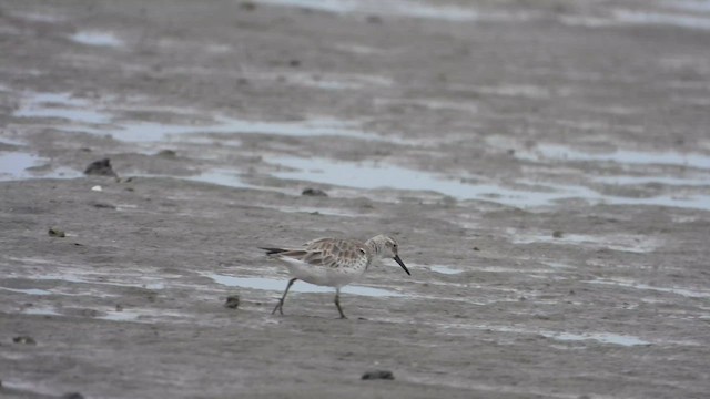 Great Knot - ML629214186