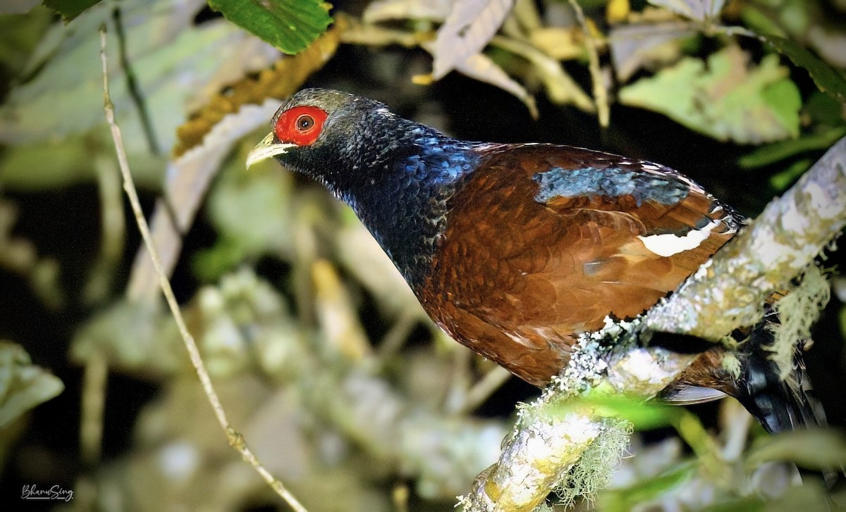 Mrs. Hume's Pheasant - ML629214223