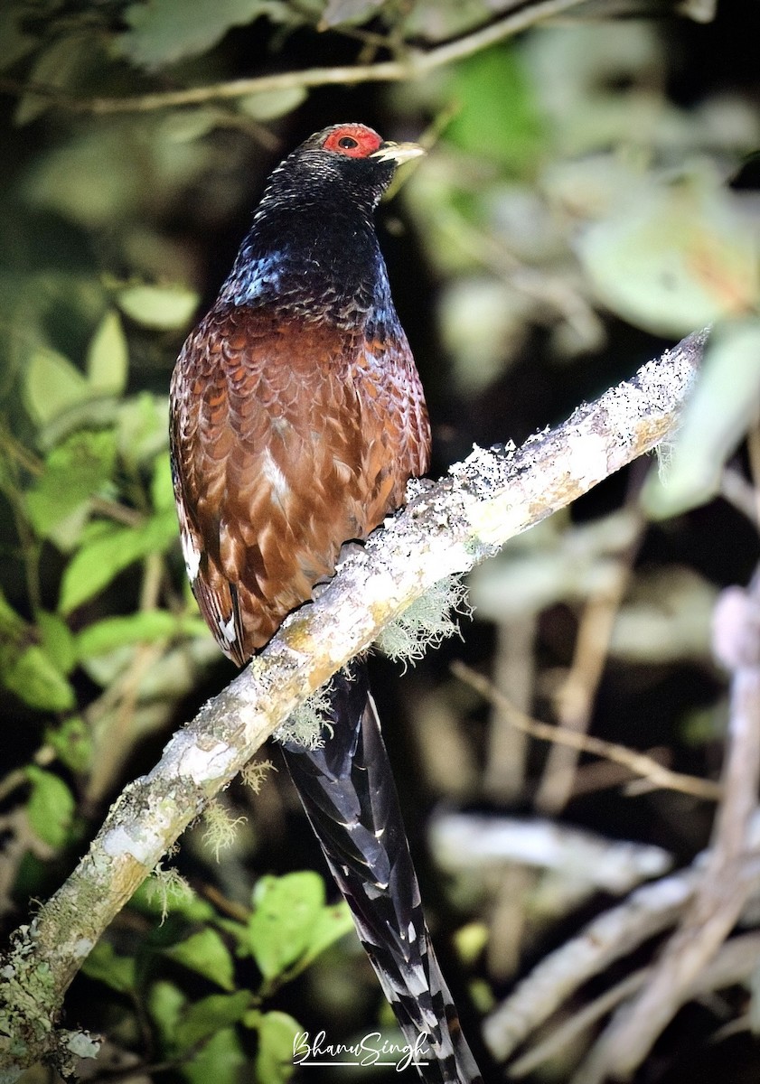 Mrs. Hume's Pheasant - ML629214224