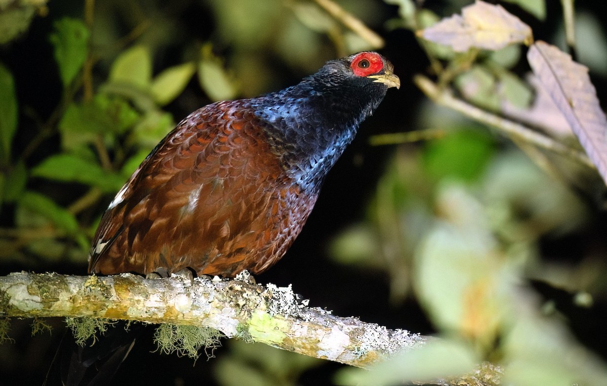 Mrs. Hume's Pheasant - ML629214230