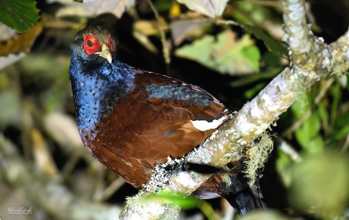 Mrs. Hume's Pheasant - ML629214238