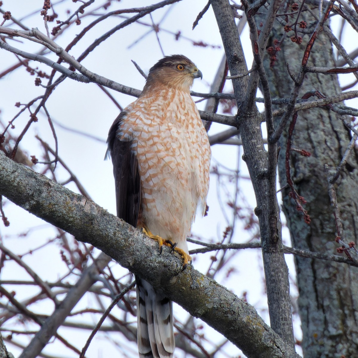 Cooper's Hawk - ML629214262