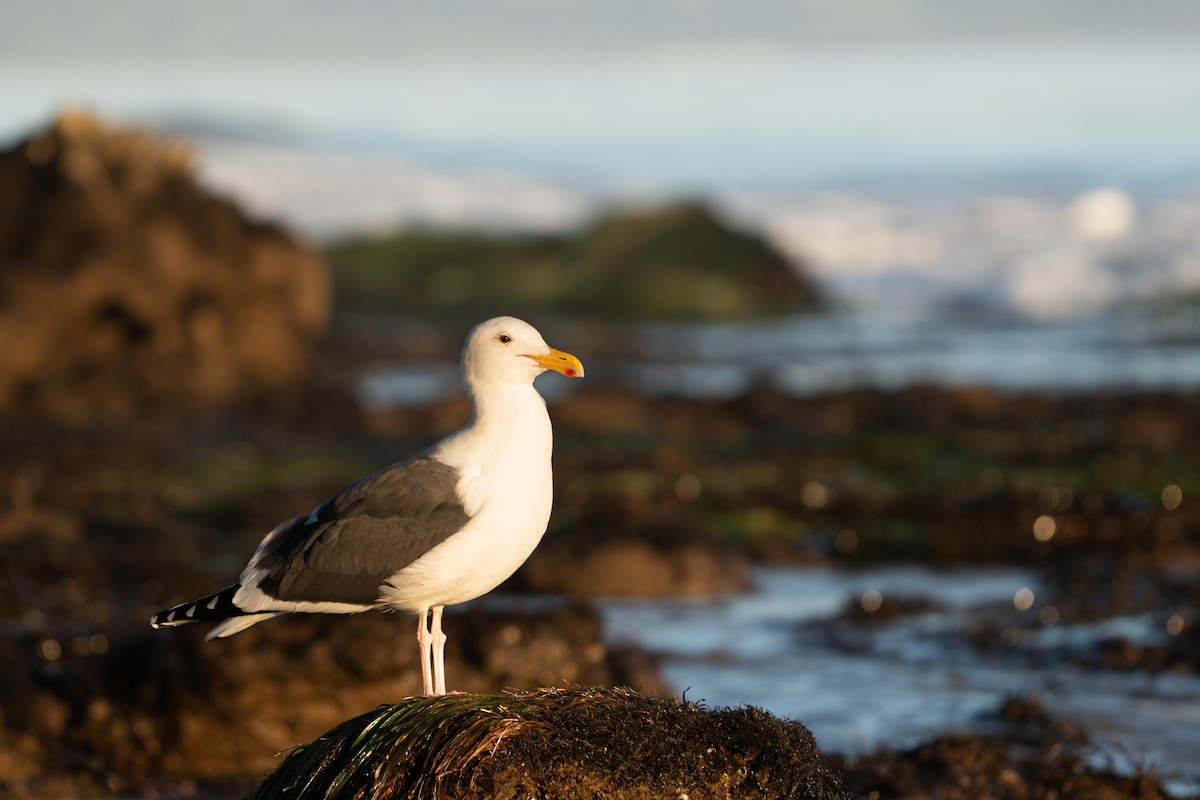 Western Gull - ML629214468